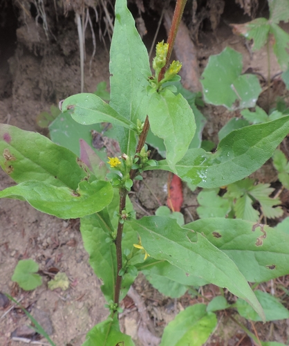 Solidago virgaurea